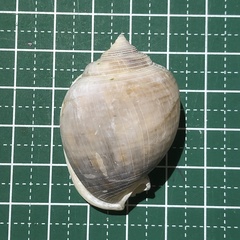 Semicassis bisulcata