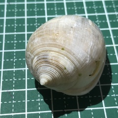 Semicassis bisulcata