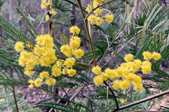 Acacia silvestris