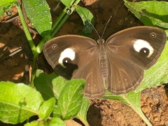 Mycalesis junonia
