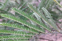 Acacia silvestris