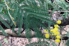 Acacia silvestris