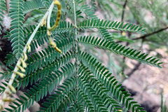 Acacia silvestris