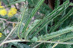 Acacia silvestris