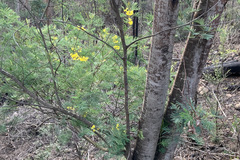 Acacia silvestris