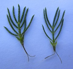 Psoralea floccosa