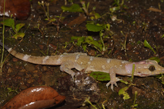 Hemidactylus prashadi