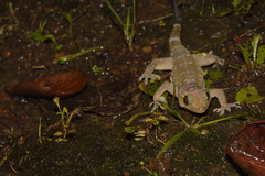 Hemidactylus prashadi