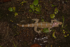 Hemidactylus prashadi