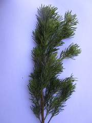 Psoralea floccosa