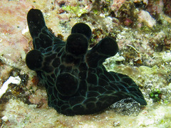 Coriocella nigra