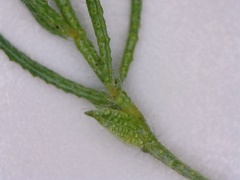 Psoralea floccosa