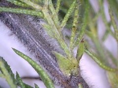 Psoralea floccosa