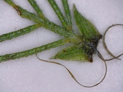 Psoralea floccosa