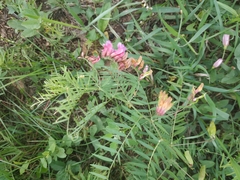 Vicia megalotropis