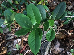 Elaeodendron xylocarpum