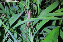 Euconocephalus nasutus