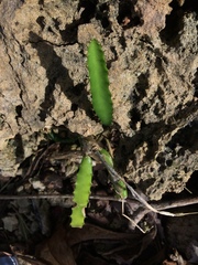 Selenicereus triangularis