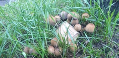 Coprinellus micaceus