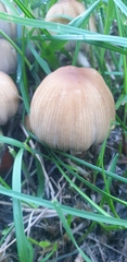 Coprinellus micaceus