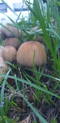 Coprinellus micaceus