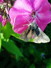 Syngrapha interrogationis