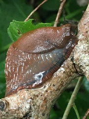 Arion