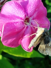 Syngrapha interrogationis