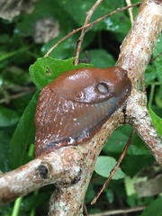 Arion