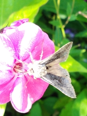 Syngrapha interrogationis