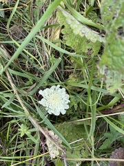 Scabiosa bipinnata