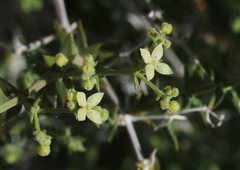 Galium stellatum eremicum