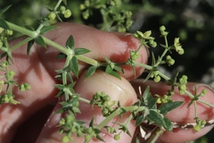 Galium stellatum eremicum