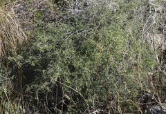 Galium stellatum eremicum