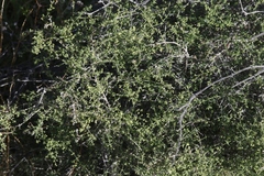 Galium stellatum eremicum