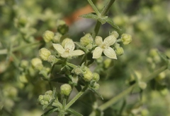 Galium stellatum eremicum