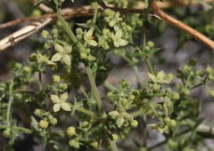 Galium stellatum eremicum