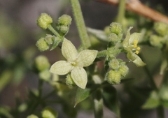 Galium stellatum eremicum