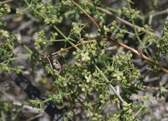 Galium stellatum eremicum