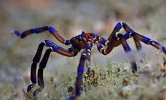 Anoplodactylus evansi