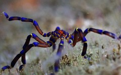 Anoplodactylus evansi