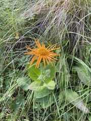 Pentanema orientale