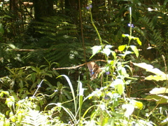 Papilio montrouzieri