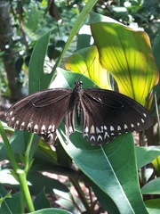 Papilio dravidarum
