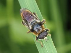 Merodon constans