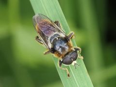 Merodon constans