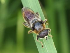 Merodon constans