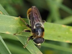 Merodon constans
