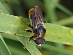 Merodon constans
