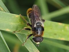 Merodon constans